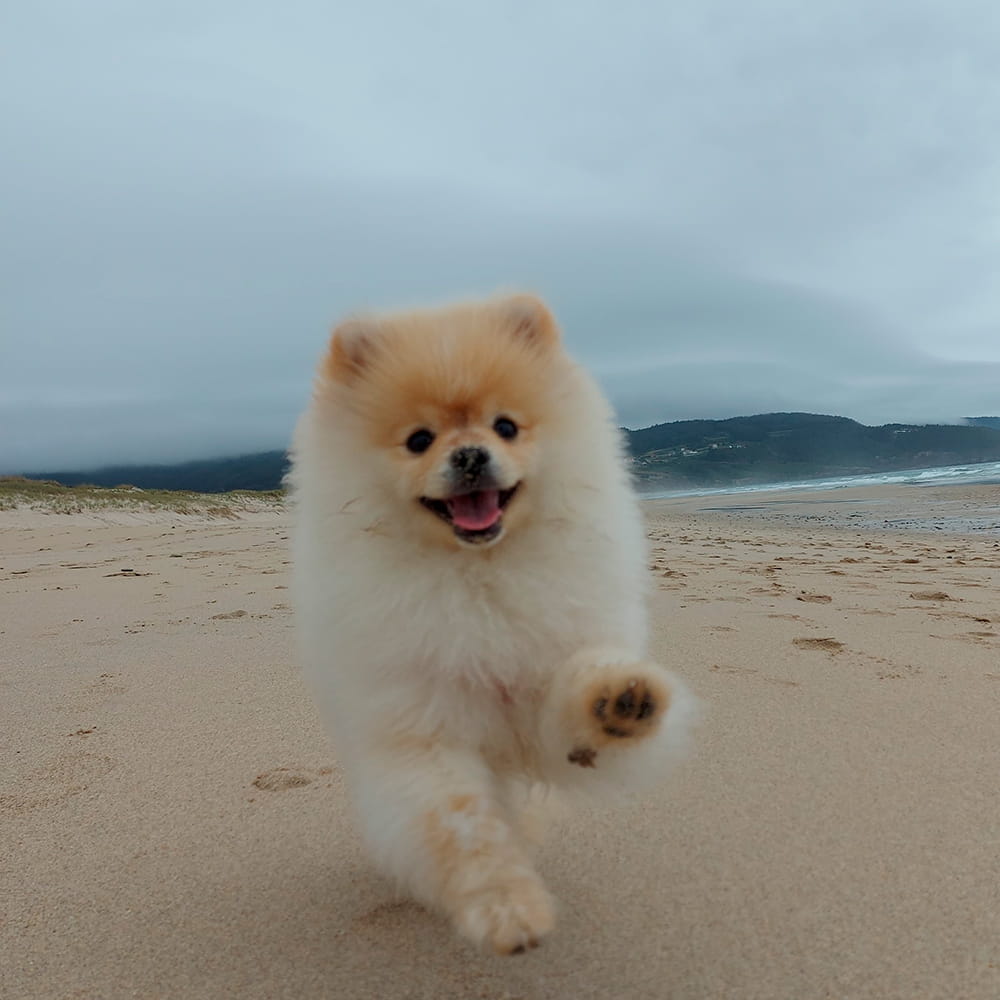 Mascota en la playa 1